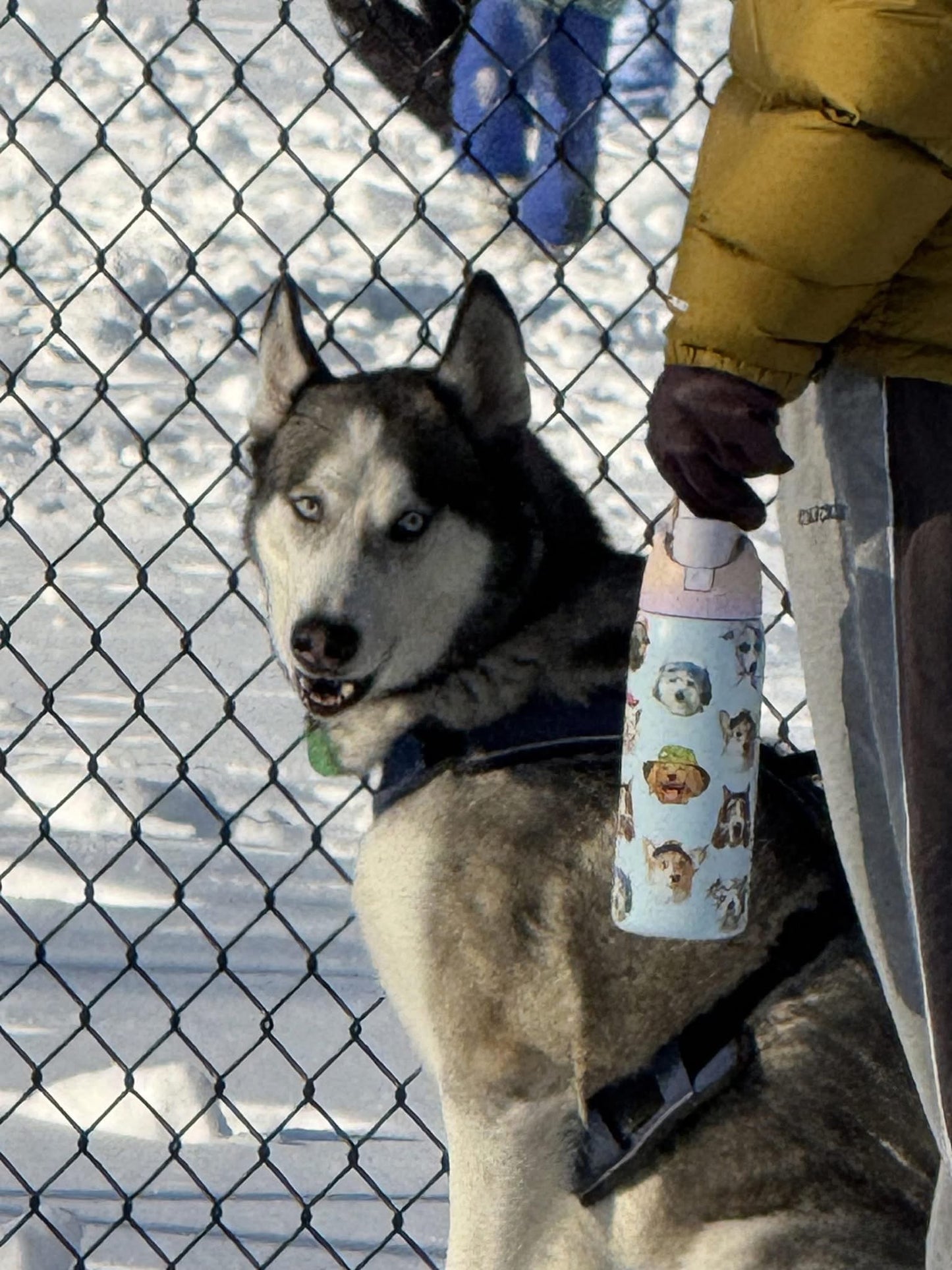 Owala FreeSip 32 oz Dog Collage